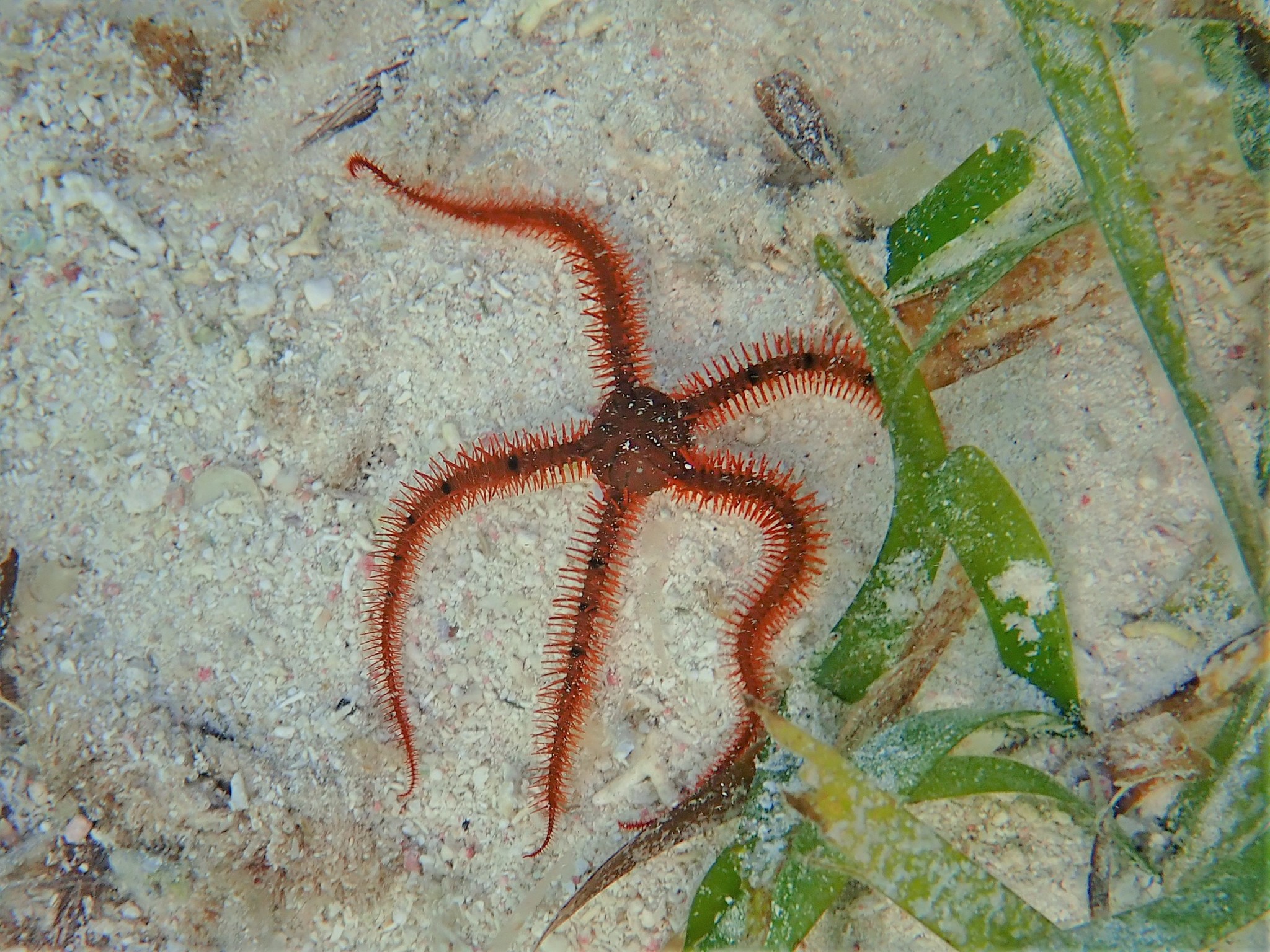 Wendts Brittle Star